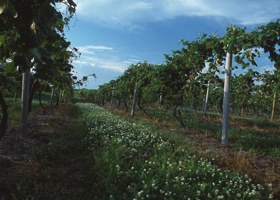 Rows of grapevines with a clover cover crop in Van Buren County